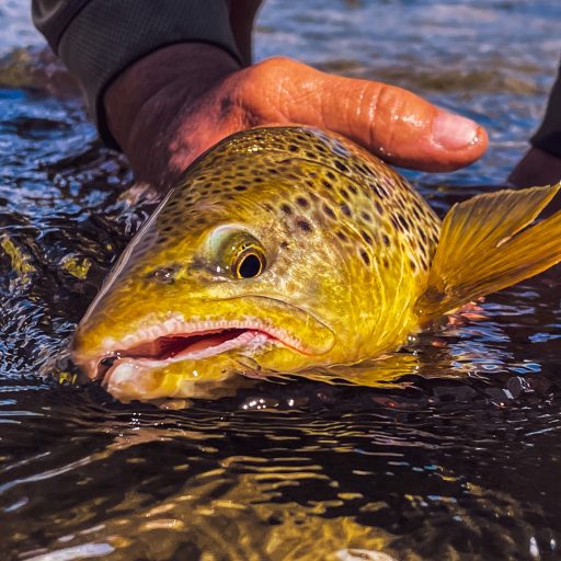 HORSEFLY FISHING